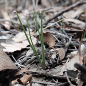 Diuris nigromontana at Belconnen, ACT - 13 Apr 2018