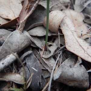 Diuris nigromontana at Belconnen, ACT - 13 Apr 2018