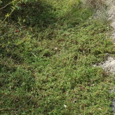 Persicaria prostrata (Creeping Knotweed) at Isaacs Ridge - 13 Apr 2018 by Mike