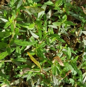 Persicaria prostrata at Isaacs, ACT - 13 Apr 2018 12:26 PM