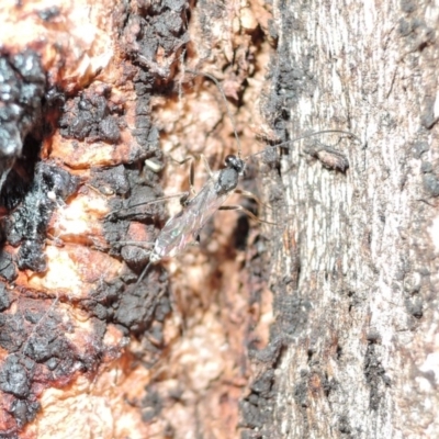 Ichneumonidae (family) (Unidentified ichneumon wasp) at Mount Majura - 14 Apr 2018 by RobertD