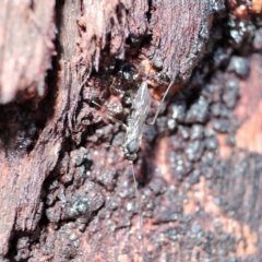 Ichneumonidae (family) at Watson, ACT - 14 Apr 2018