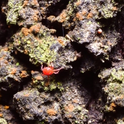 Trombidiidae (family) (Red velvet mite) at Mount Majura - 14 Apr 2018 by RobertD
