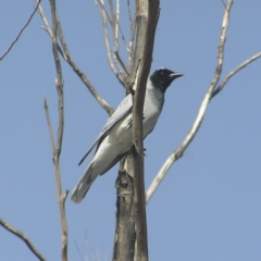 Coracina novaehollandiae (Black-faced Cuckooshrike) at Fyshwick, ACT - 14 Apr 2018 by MatthewFrawley