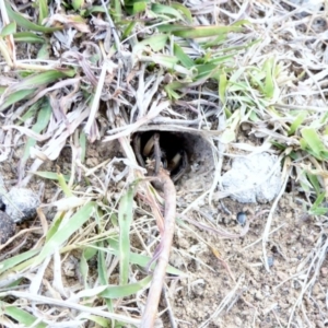 Lycosidae (family) at Deakin, ACT - 14 Apr 2018