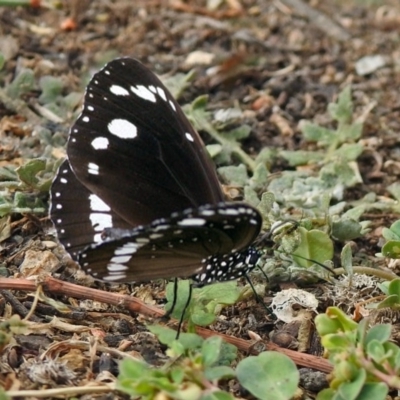 Euploea corinna (Common Crow Butterfly, Oleander Butterfly) at Macarthur, ACT - 14 Apr 2018 by RodDeb