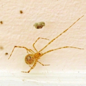 Theridiidae (family) at Macarthur, ACT - 14 Apr 2018