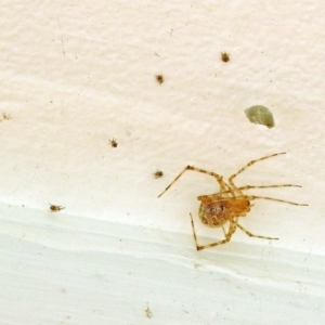 Theridiidae (family) at Macarthur, ACT - 14 Apr 2018