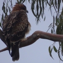 Hieraaetus morphnoides (Little Eagle) by roymcd