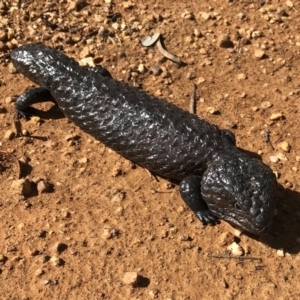 Tiliqua rugosa at Bungendore, NSW - 14 Apr 2018 11:00 AM