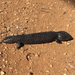 Tiliqua rugosa at Bungendore, NSW - 14 Apr 2018 11:00 AM