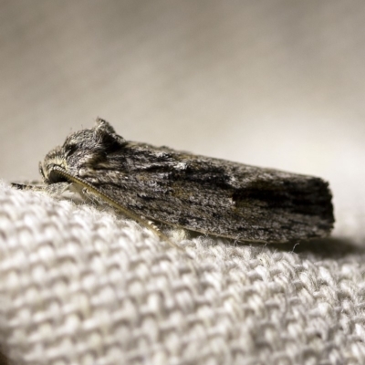 Agriophara platyscia (A Concealer moth) at O'Connor, ACT - 18 Mar 2018 by ibaird