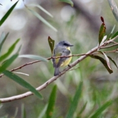 Eopsaltria australis (Eastern Yellow Robin) at Eden, NSW - 12 Apr 2018 by RossMannell