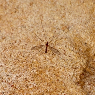 Tipulidae sp. (family) (Unidentified Crane Fly) at Eden, NSW - 12 Apr 2018 by RossMannell