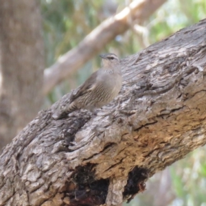 Climacteris picumnus victoriae at Gundaroo, NSW - 13 Apr 2018