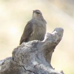 Climacteris picumnus victoriae at Gundaroo, NSW - 13 Apr 2018