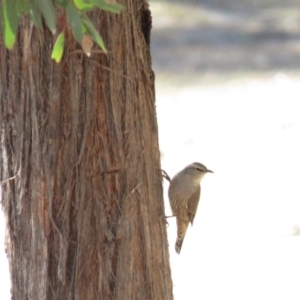 Climacteris picumnus victoriae at Gundaroo, NSW - 13 Apr 2018