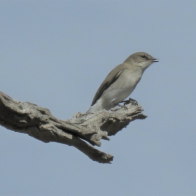 Microeca fascinans (Jacky Winter) at Gundaroo, NSW - 13 Apr 2018 by KumikoCallaway