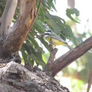 Falcunculus frontatus at Gundaroo, NSW - 13 Apr 2018