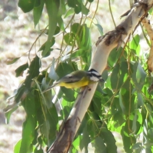 Falcunculus frontatus at Gundaroo, NSW - 13 Apr 2018