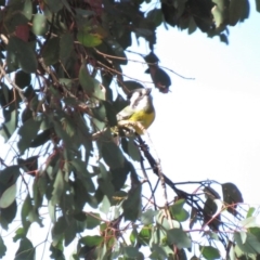 Falcunculus frontatus at Gundaroo, NSW - 13 Apr 2018 10:35 AM