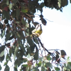 Falcunculus frontatus at Gundaroo, NSW - 13 Apr 2018