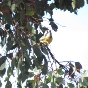 Falcunculus frontatus at Gundaroo, NSW - 13 Apr 2018 10:35 AM