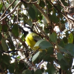 Falcunculus frontatus at Gundaroo, NSW - 13 Apr 2018 10:35 AM