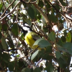 Falcunculus frontatus at Gundaroo, NSW - 13 Apr 2018