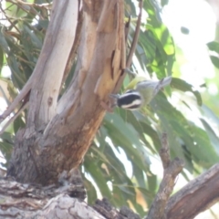 Falcunculus frontatus at Gundaroo, NSW - 13 Apr 2018