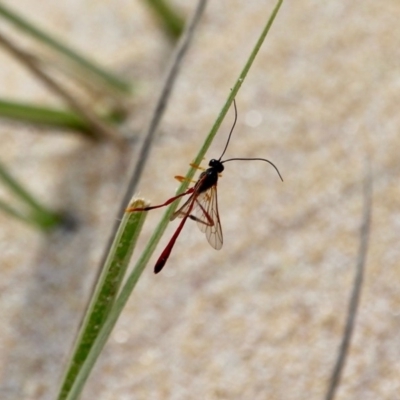 Heteropelma scaposum (Two-toned caterpillar parasite wasp) at Eden, NSW - 13 Apr 2018 by RossMannell