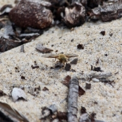 Villa sp. (genus) (Unidentified Villa bee fly) at Eden, NSW - 13 Apr 2018 by RossMannell