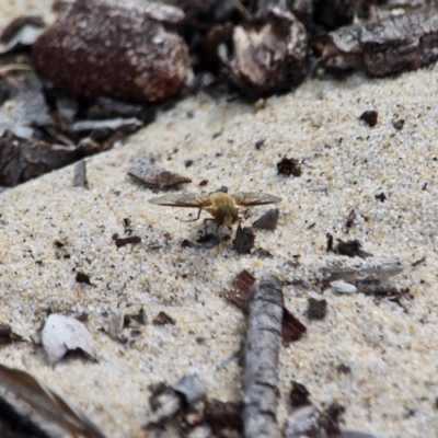 Villa sp. (genus) (Unidentified Villa bee fly) at Eden, NSW - 13 Apr 2018 by RossMannell