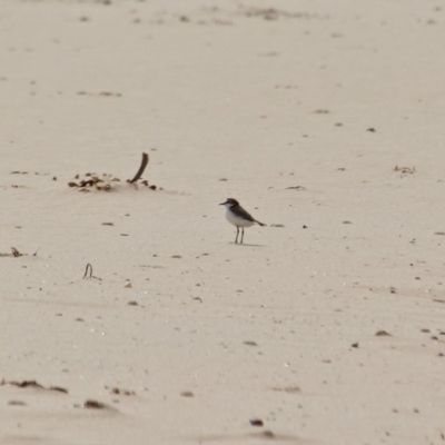 Anarhynchus ruficapillus (Red-capped Plover) at Eden, NSW - 13 Apr 2018 by RossMannell