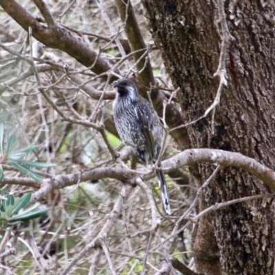 Anthochaera chrysoptera (Little Wattlebird) at Eden, NSW - 13 Apr 2018 by RossMannell