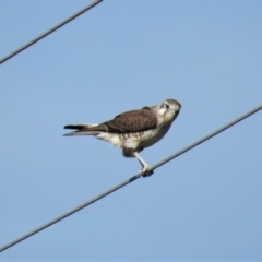 Falco berigora (Brown Falcon) at Gundaroo, NSW - 13 Apr 2018 by KumikoCallaway