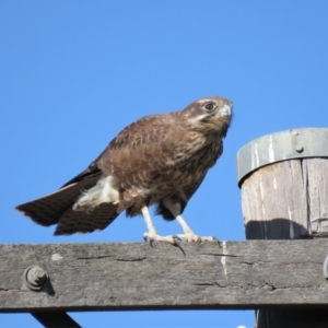 Falco berigora at Gundaroo, NSW - 13 Apr 2018 09:24 AM