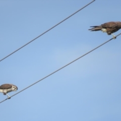 Falco berigora at Gundaroo, NSW - 13 Apr 2018 09:24 AM