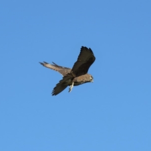 Falco berigora at Gundaroo, NSW - 13 Apr 2018 09:24 AM