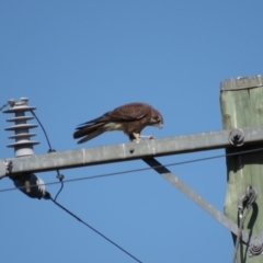 Falco berigora at Gundaroo, NSW - 13 Apr 2018 09:24 AM