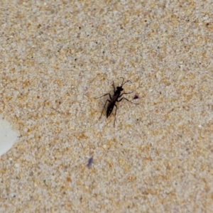 Pompilidae (family) at Eden, NSW - 13 Apr 2018 01:15 PM