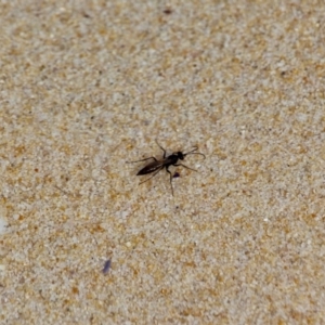 Pompilidae (family) at Eden, NSW - 13 Apr 2018 01:15 PM