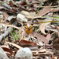 Heteronympha merope (Common Brown Butterfly) at Eden, NSW - 13 Apr 2018 by RossMannell