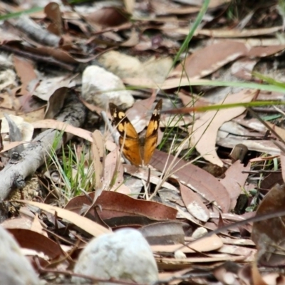 Heteronympha merope (Common Brown Butterfly) at Eden, NSW - 13 Apr 2018 by RossMannell