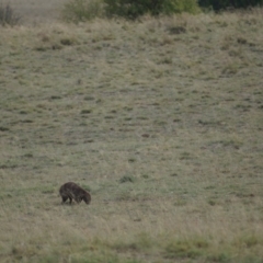 Vombatus ursinus (Common wombat, Bare-nosed Wombat) at Lanyon - northern section - 14 Apr 2018 by Tammy