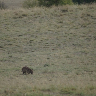 Vombatus ursinus (Bare-nosed Wombat) at Tuggeranong DC, ACT - 14 Apr 2018 by Tammy