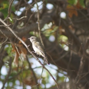 Pachycephala pectoralis at Tuggeranong DC, ACT - 14 Apr 2018 11:49 AM