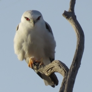 Elanus axillaris at Molonglo Valley, ACT - 14 Apr 2018