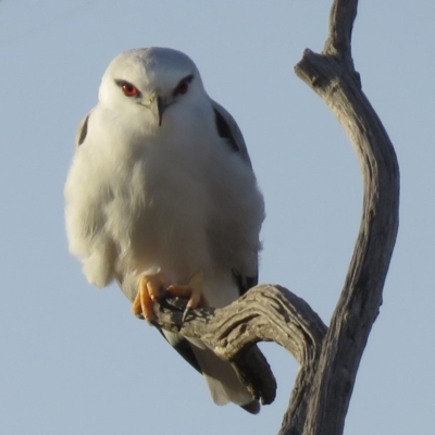 Elanus axillaris (Black-shouldered Kite) at Molonglo Valley, ACT - 13 Apr 2018 by KumikoCallaway