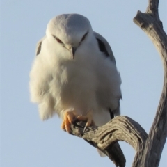 Elanus axillaris at Molonglo Valley, ACT - 14 Apr 2018